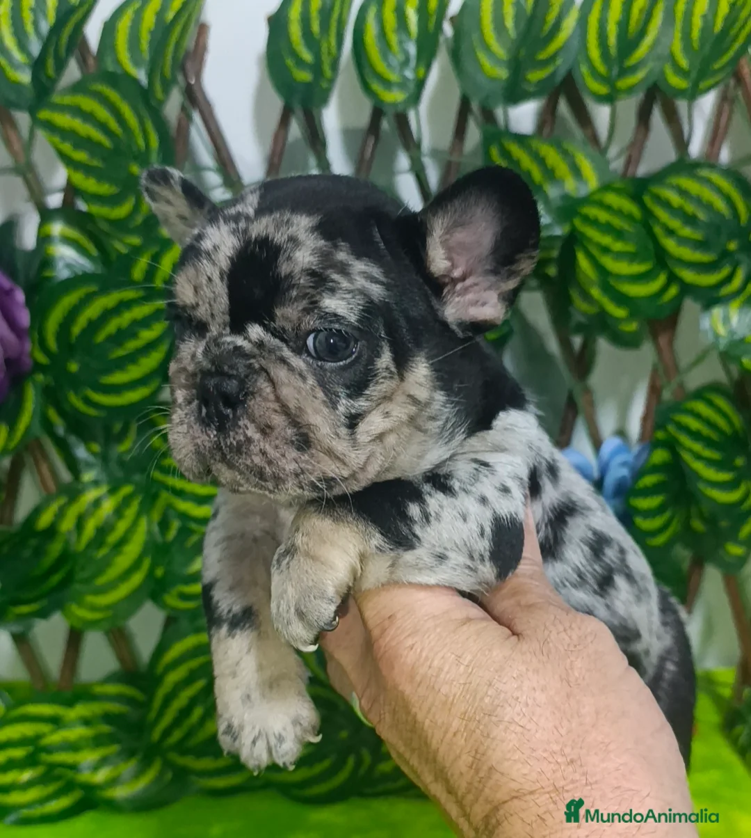 Bulldog Francés perros en venta: Bulldog francés  - Anuncio 1