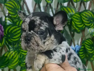 Bulldog Francés perros Bulldog francés - Anuncio 1