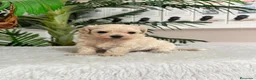 Maltipoo perros en venta: MALTIPOO COREANO - MACHO - Anuncio 11