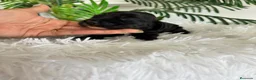 Cocker Spaniel Inglés perros en venta: COCKER SPANIEL INGLES - Anuncio 5