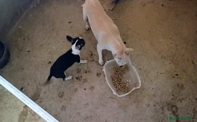 Chihuahua perros - Propaganda 6