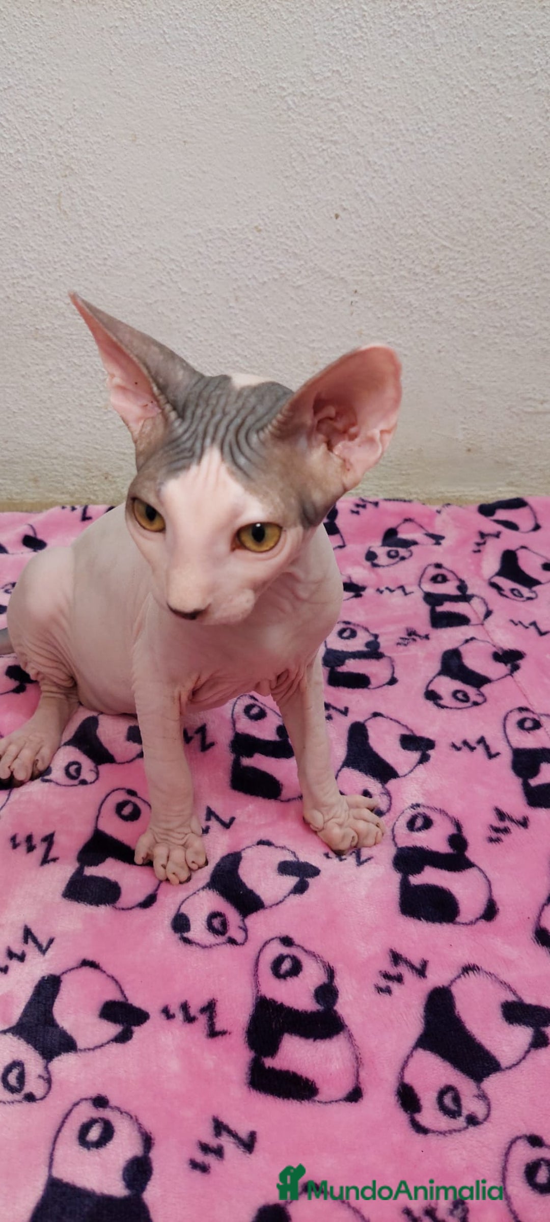 Sphynx gatos en venta: Machito sphynx listo para entregar  - Imagen 6