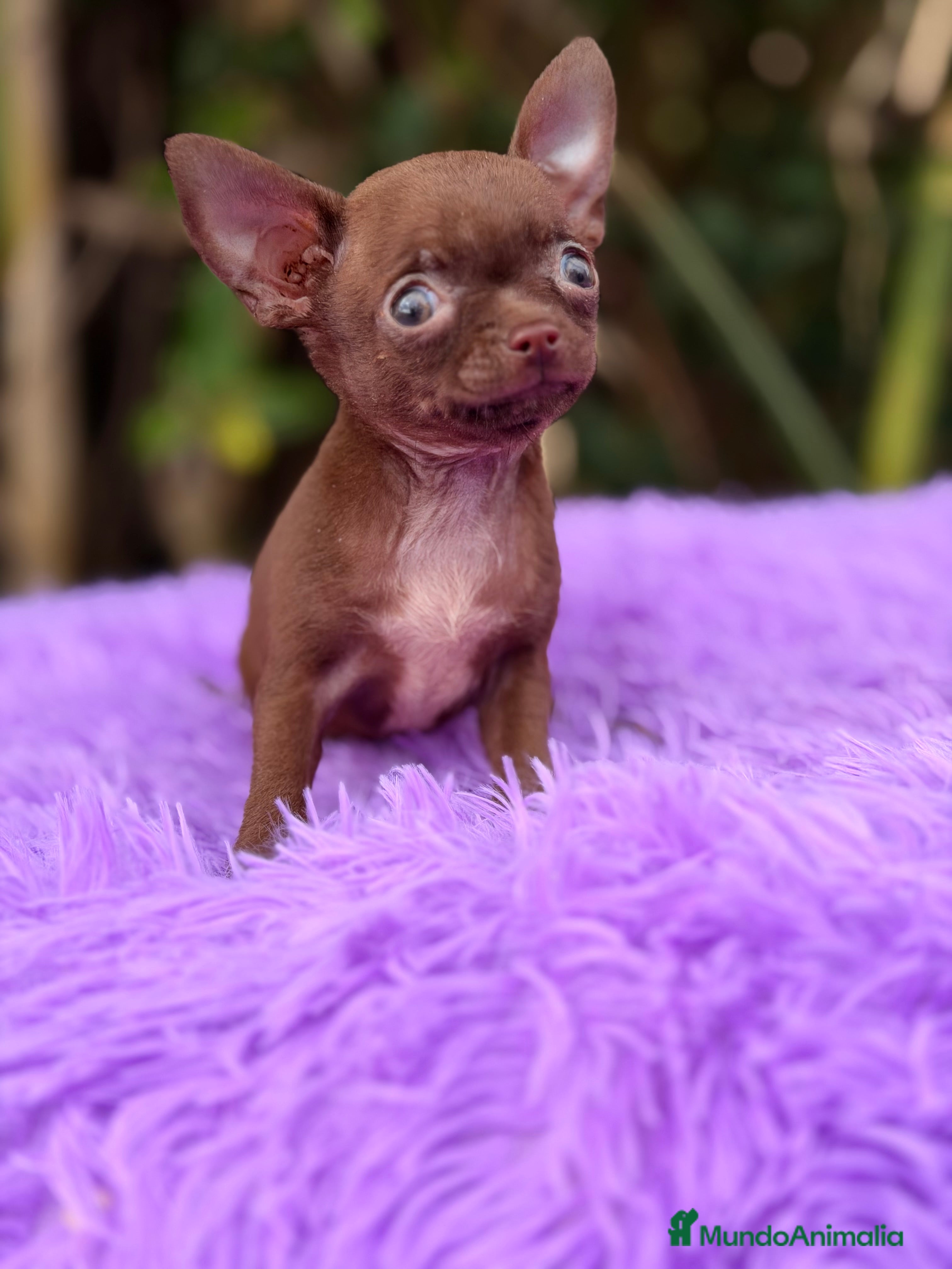 Chihuahua perros Chihuahua Chocolate - Anuncio 4