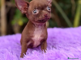 Chihuahua perros Chihuahua Chocolate - Anuncio 4