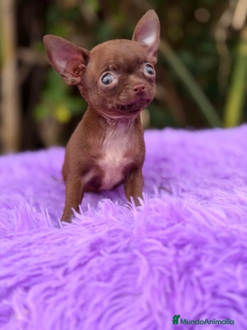 Chihuahua perros Chihuahua Chocolate - Anuncio 2