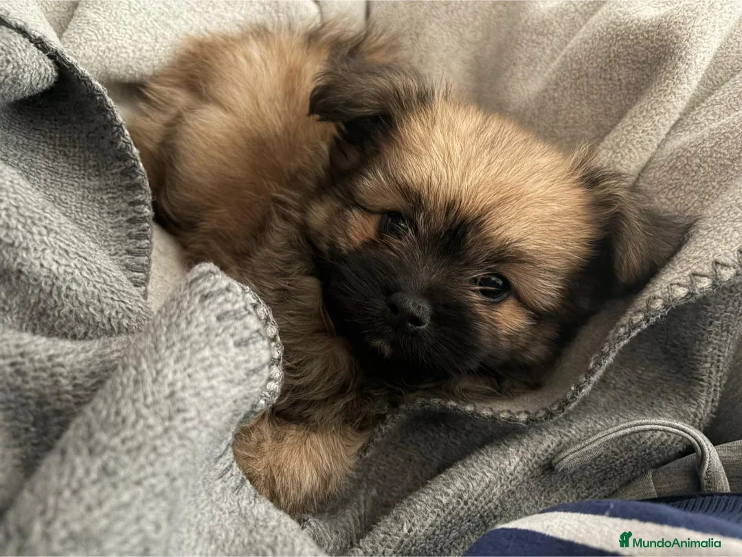 Yorkiepoo perros en venta: Yorkiepoom - Anuncio 1