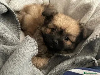 Yorkiepoo perros Yorkiepoom - Anuncio 1