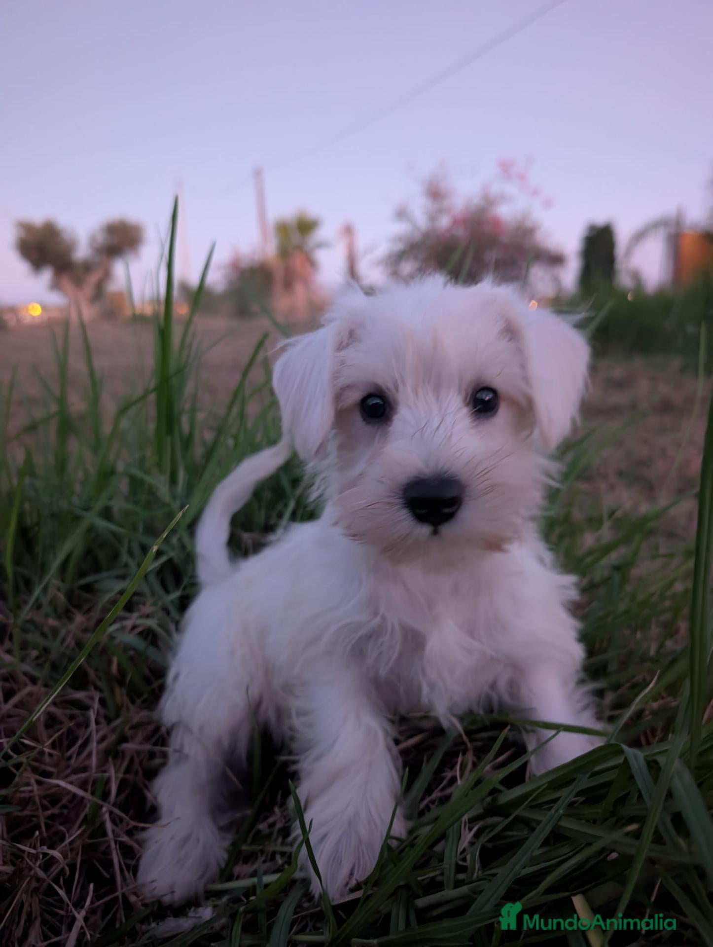 Schnauzer Mediano perros Schnauzer precio real  - Anuncio 1