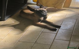 Pastor Belga Malinois perros en venta: Último cachorro de manilois !!! - Imagen 3