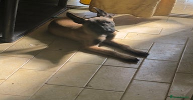 Pastor Belga Malinois perros - Anuncio 16