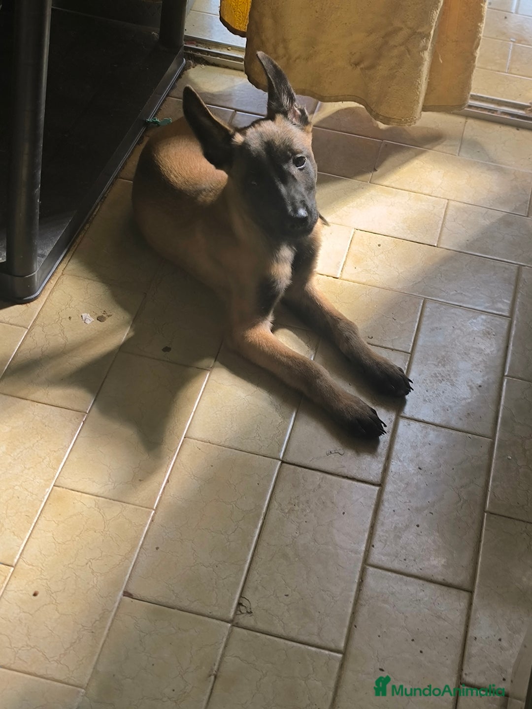 Pastor Belga Malinois perros en venta: Último cachorro de manilois !!! - Imagen 3