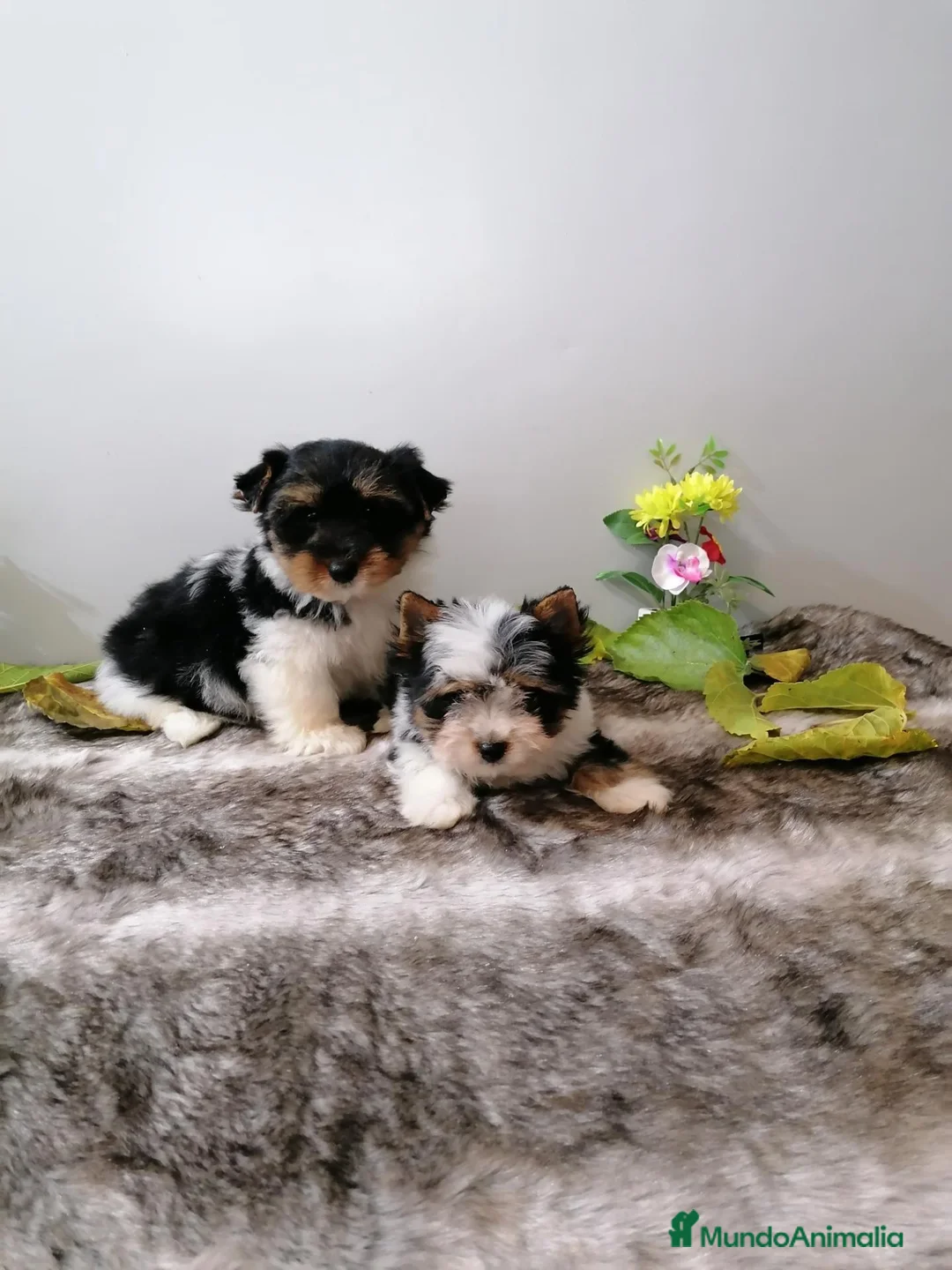 Biewer Yorkshire Terrier a la Pom Pon perros en venta: Yorkshire Biewer  - Anuncio 7