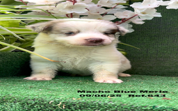 Border Collie perros en venta: BORDER COLLIE DE VILLA BIZNAGA - Imagen 16