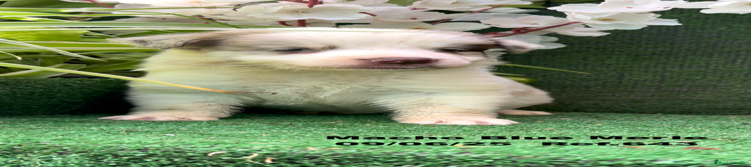 Border Collie Cachorro 2