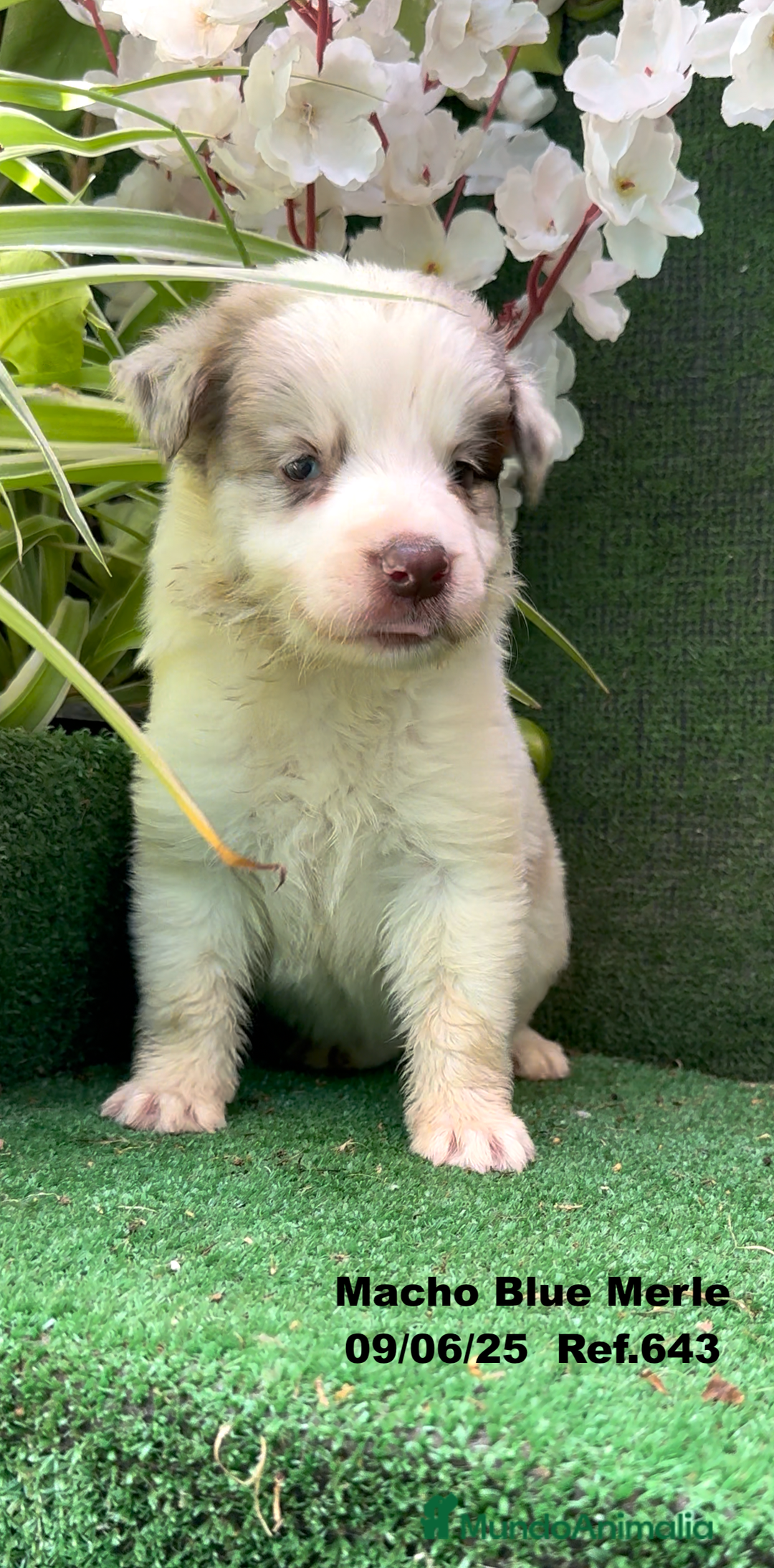 Border Collie perros en venta: BORDER COLLIE DE VILLA BIZNAGA - Imagen 16