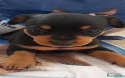 Ratón de Praga perros en venta: Ratón de praga - Imagen 1