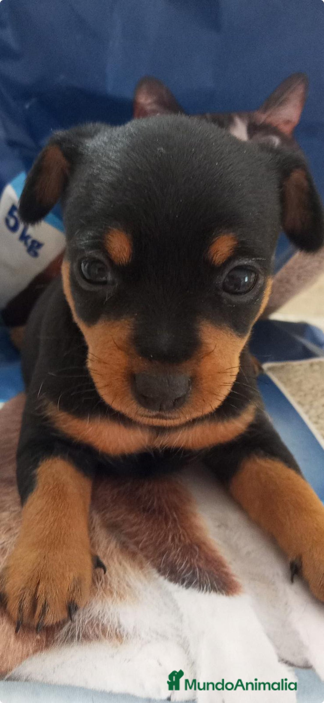 Ratón de Praga perros en venta: Ratón de praga - Imagen 1