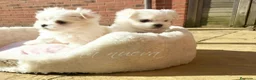 Bichón Maltés perros en venta: Macho bichón maltes toy asiático 100 x 💯 - Anuncio 2