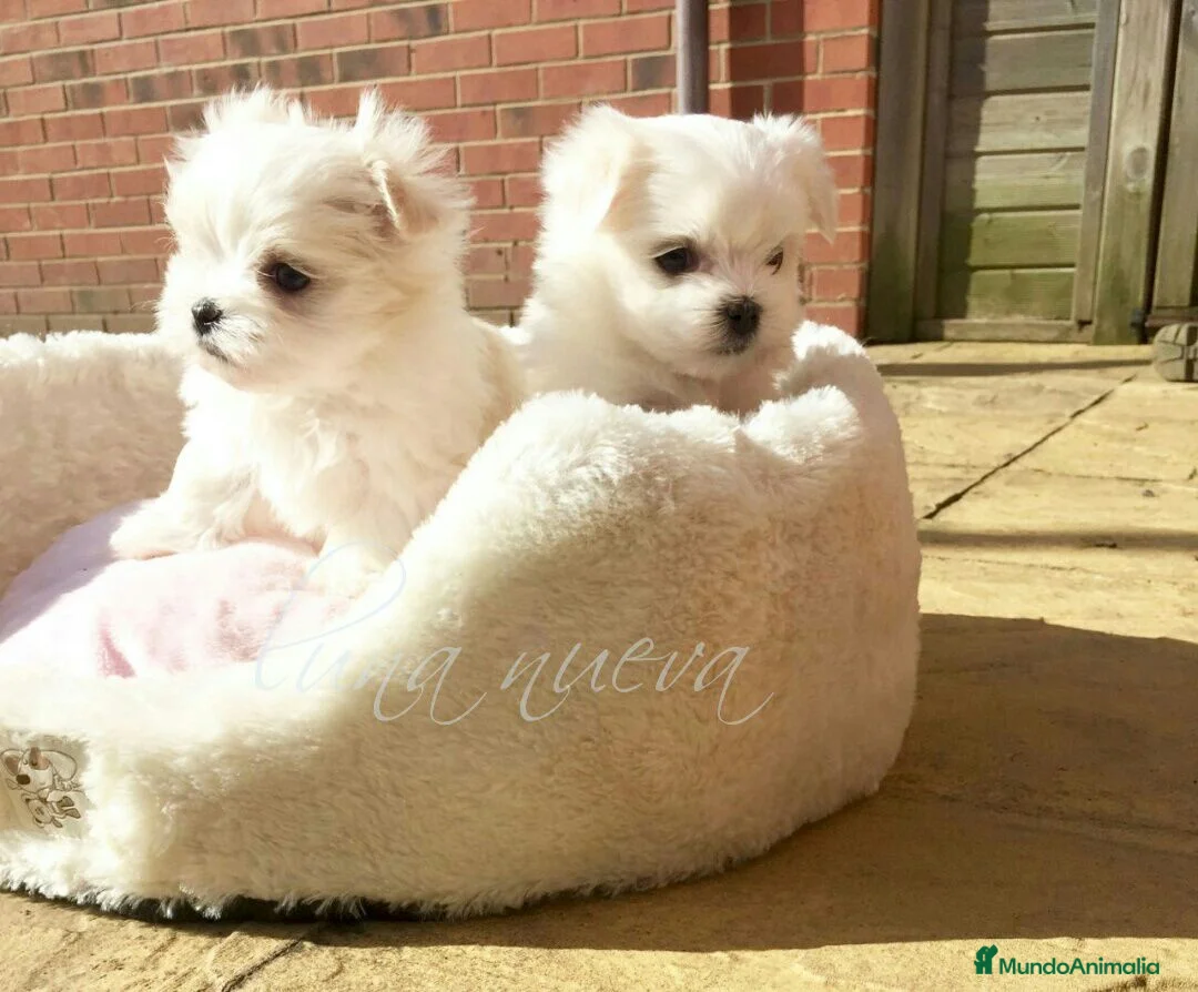 Bichón Maltés perros en venta: Macho bichón maltes toy asiático 100 x 💯 - Anuncio 2