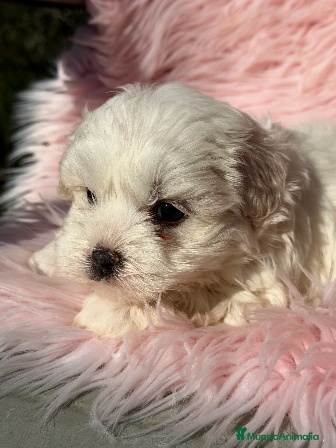 Bichón Maltés perros en venta: Bichon Maltes hembra Toy  - Anuncio 4