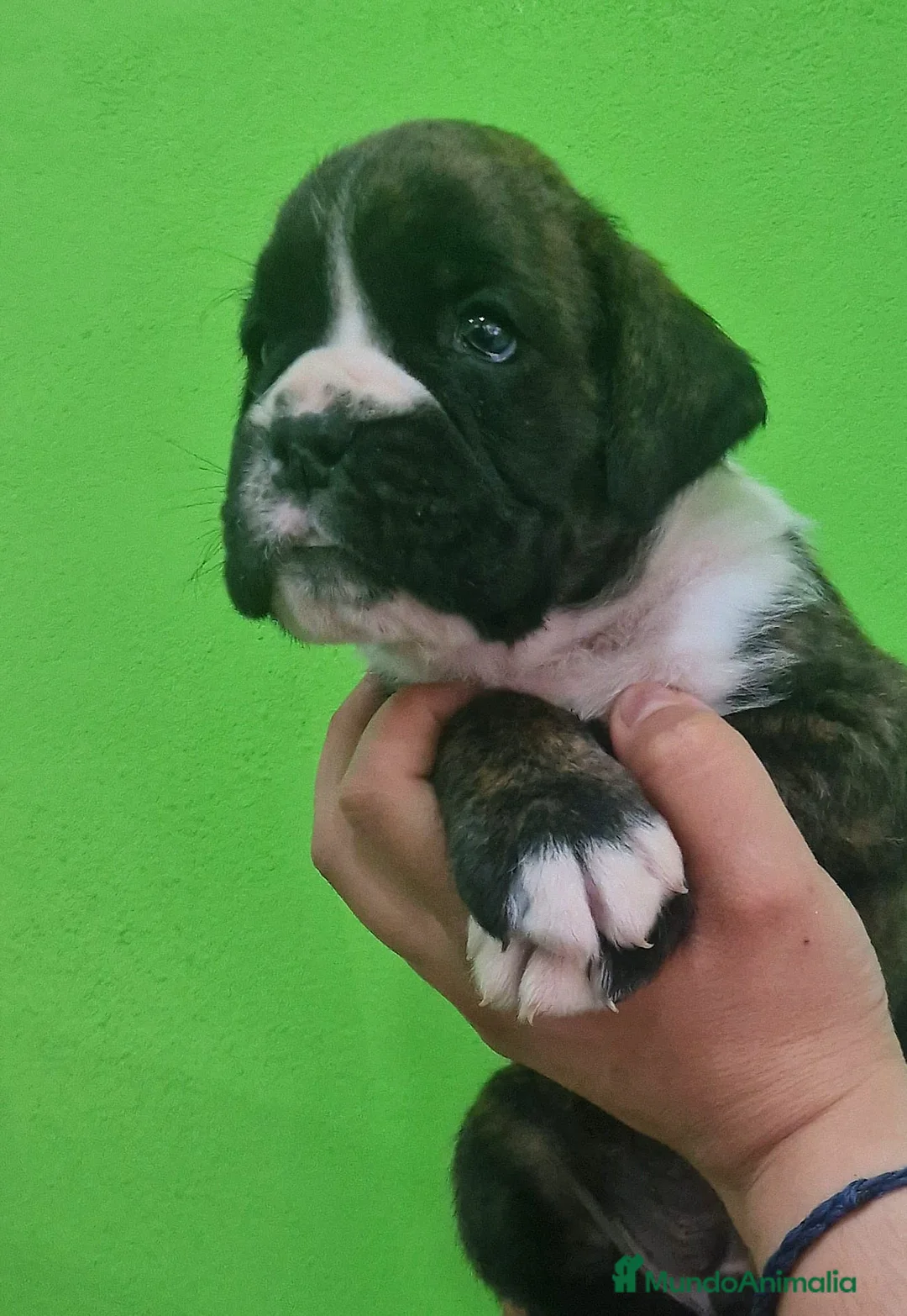 Boxer perros en venta: Cachorros boxer - Anuncio 8