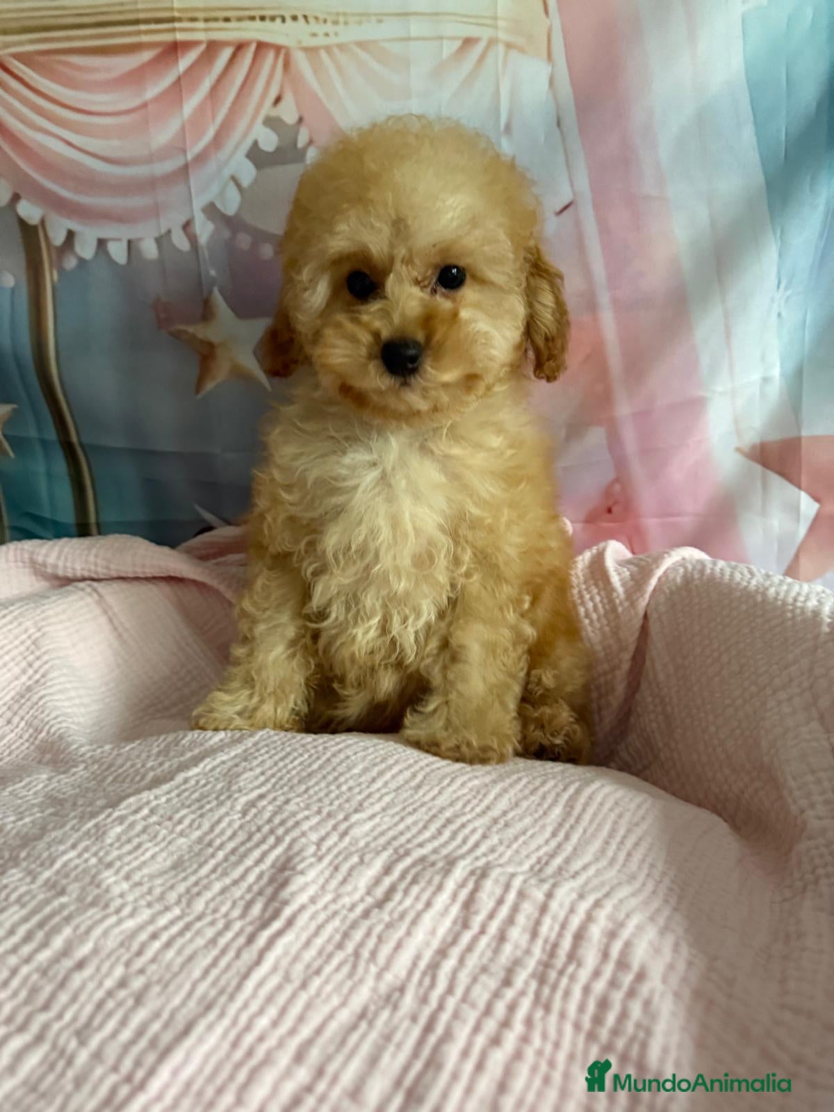 Caniche Toy perros Caniche toy lista para  entregar muy chiquitina!! - Anuncio 2