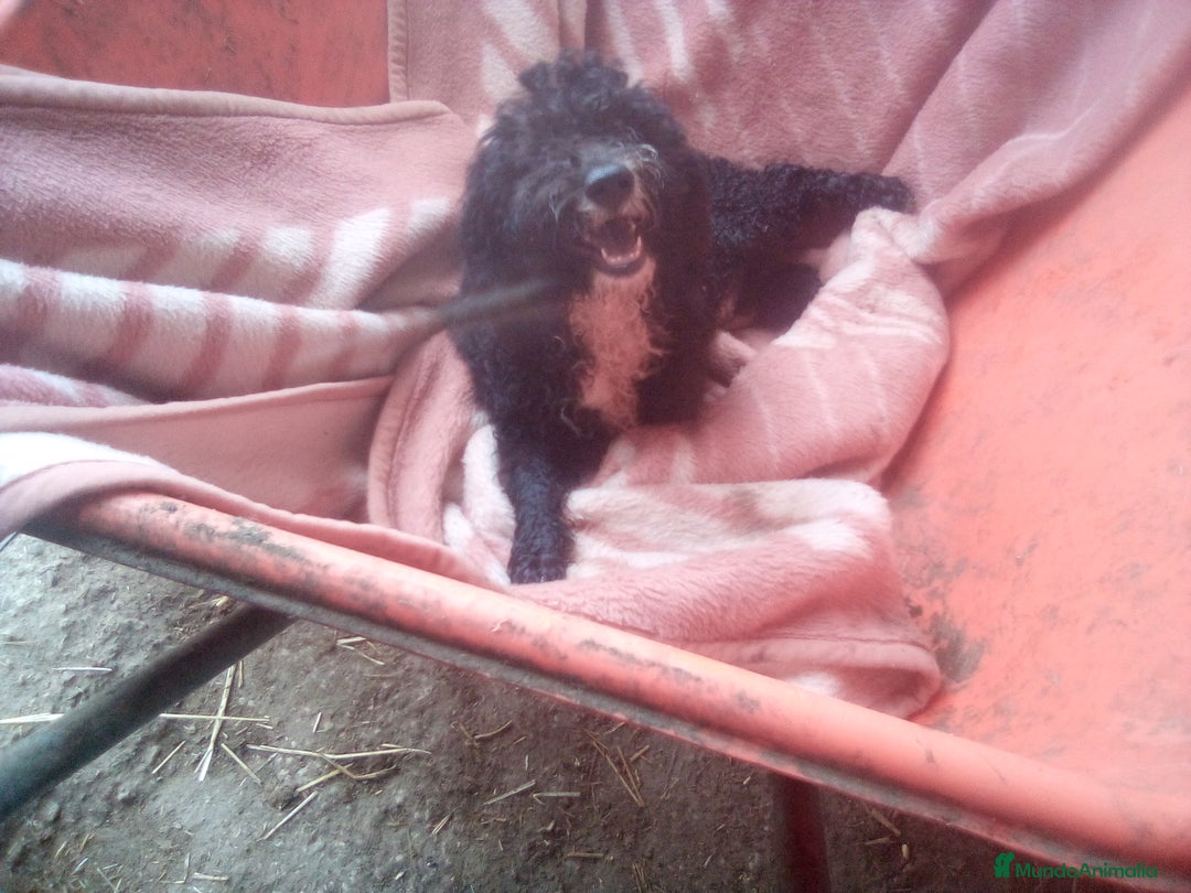 Perro de Agua Español perros en venta: Cachorro PDAE - Imagen 1
