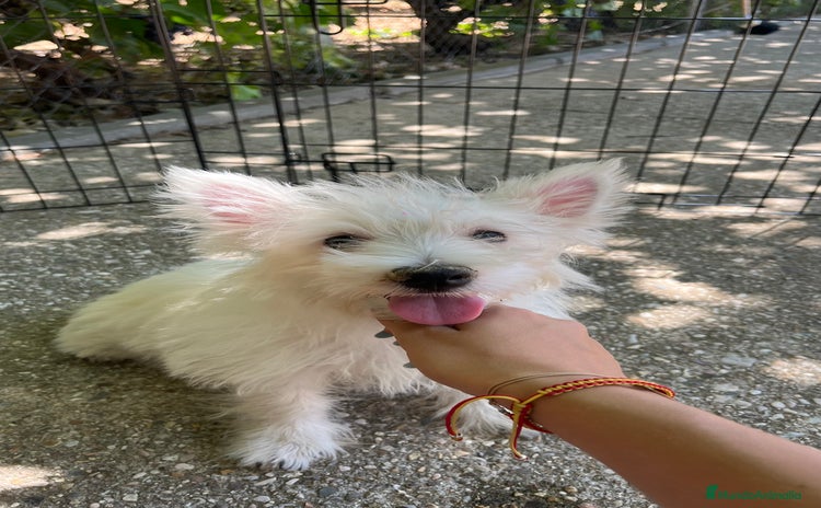 West Highland White Terrier perros - Anuncio 1