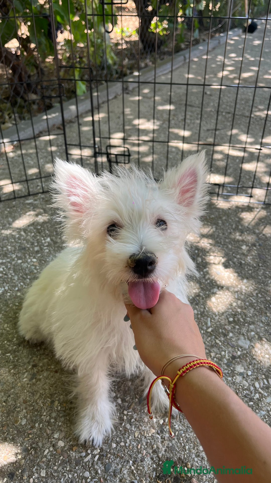 West Highland White Terrier perros en venta: Westy macho  - Imagen 1