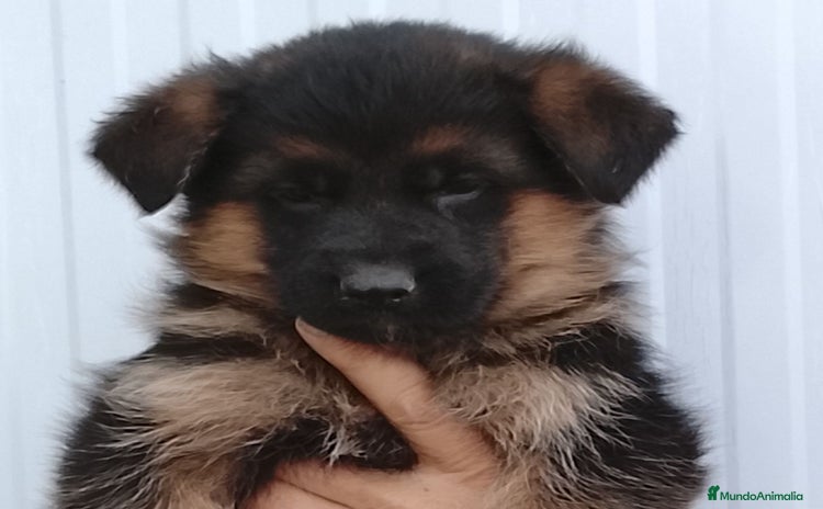Pastor Alemán perros Cachorros de pastor alemán  - Anuncio 2