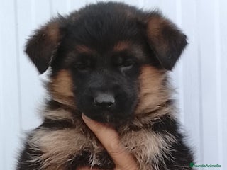 Pastor Alemán perros Cachorros de pastor alemán - Anuncio 2