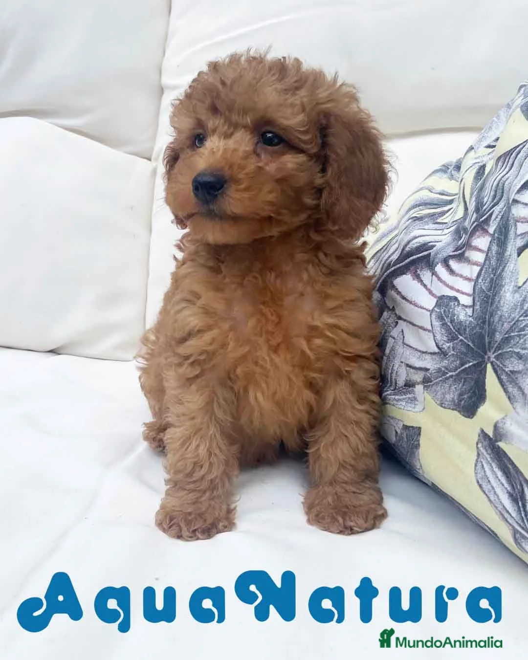 Caniche Mediano perros en venta: Caniche Macho 7353 de Camila - AQUANATURA en Barcelona - Anuncio 3