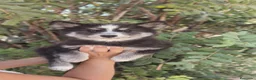 Husky Siberiano perros en venta: Husky SIBERIANO Hembra  - Anuncio 8