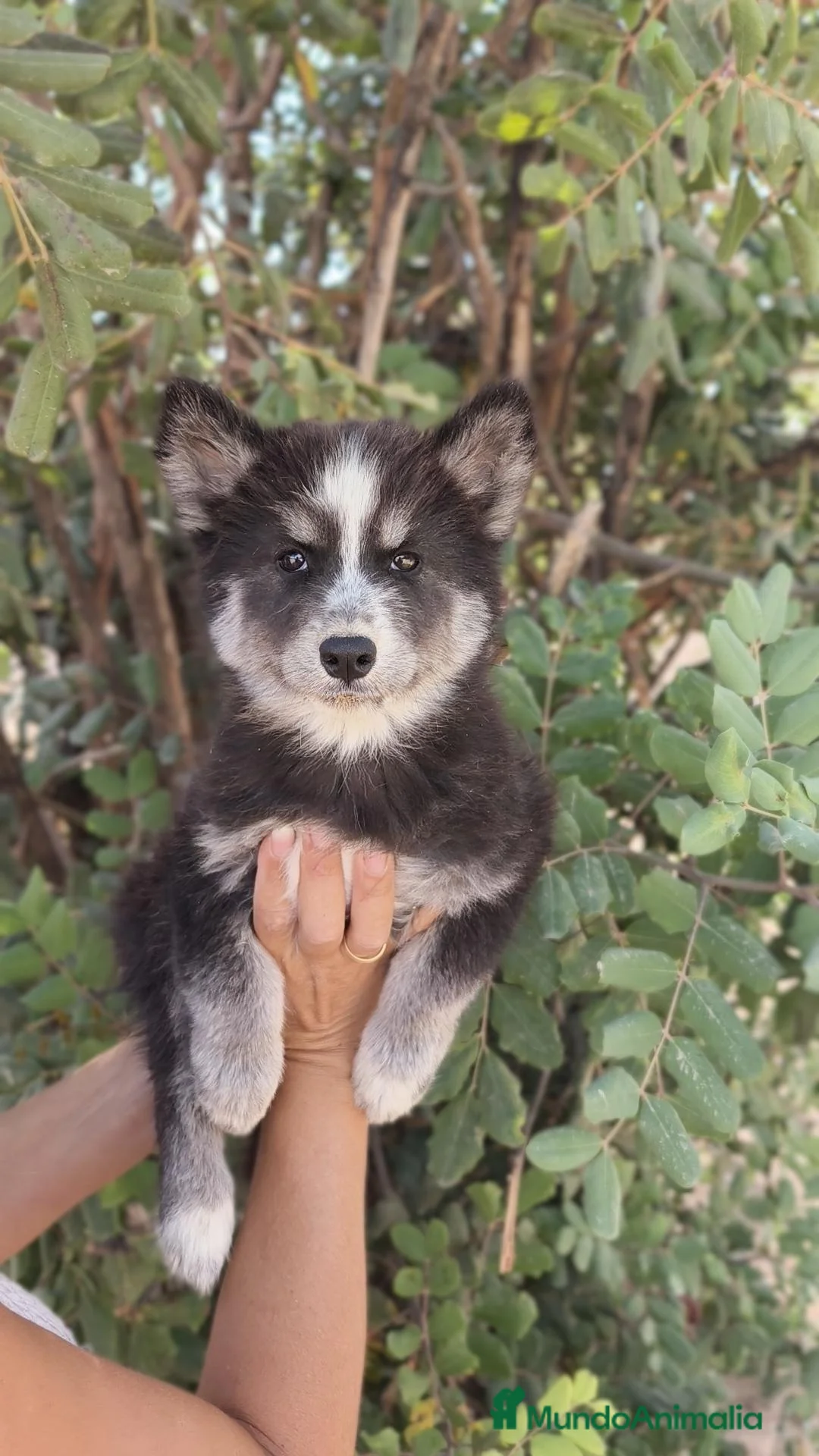 Husky Siberiano perros en venta: Husky SIBERIANO Hembra  - Anuncio 8