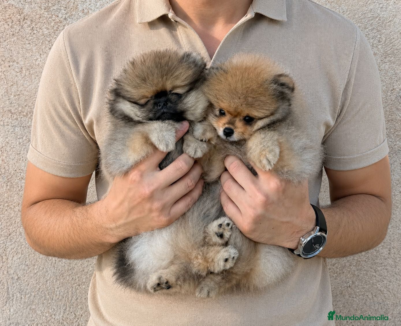 Pomerania perros Dos preciosas hembras Pomerania color sable - Anuncio 1