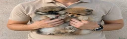 Pomerania perros en venta: Dos preciosas hembras Pomerania color sable - Anuncio 1