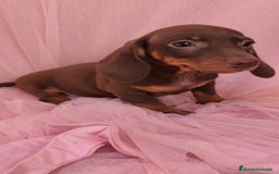 Teckel Miniatura perros en venta: Teckel Kanichen hembra chocolate 🍫 - Imagen 2