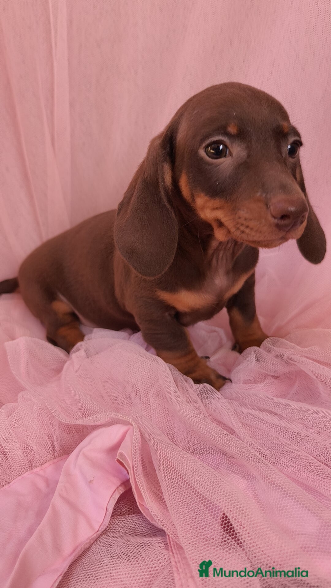 Teckel Miniatura perros en venta: Teckel Kanichen hembra chocolate 🍫 - Imagen 2