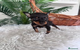 Pinscher Miniatura perros en venta: MINI PINSCHER MUNIATURA - Anuncio 26