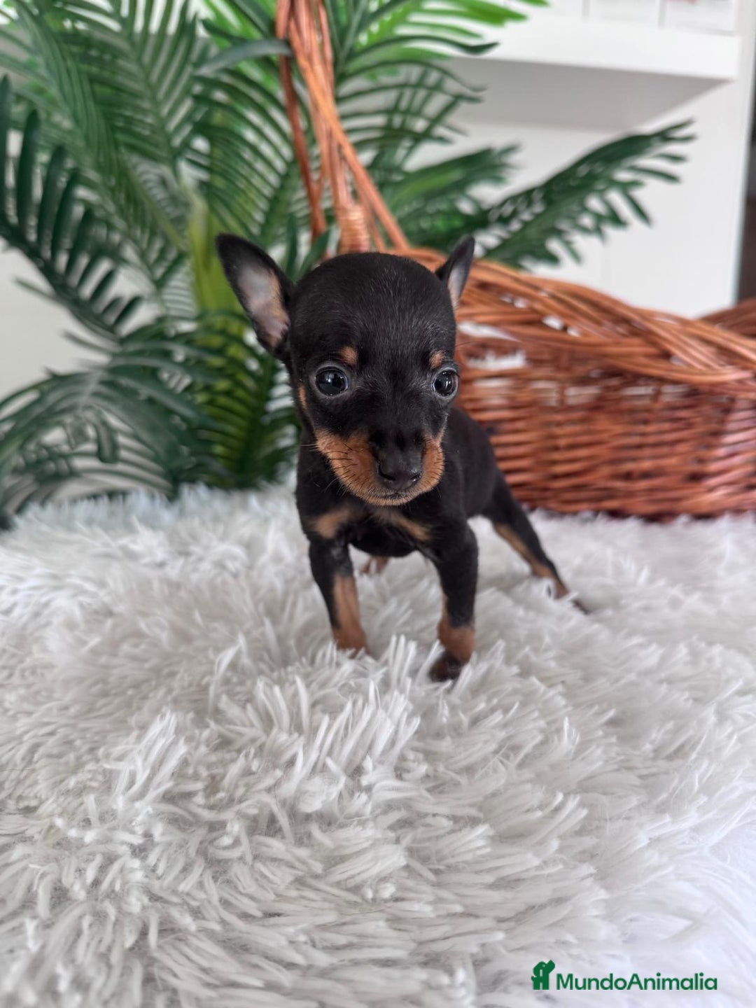Pinscher Miniatura perros en venta: MINI PINSCHER MUNIATURA - Anuncio 26