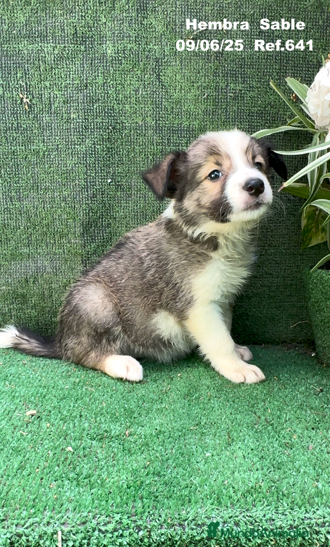 Border Collie perros en venta: BORDER COLLIE sable - Imagen 4