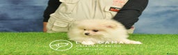 Pomerania perros en venta: Pomeranias hembras disponibles - Anuncio 4