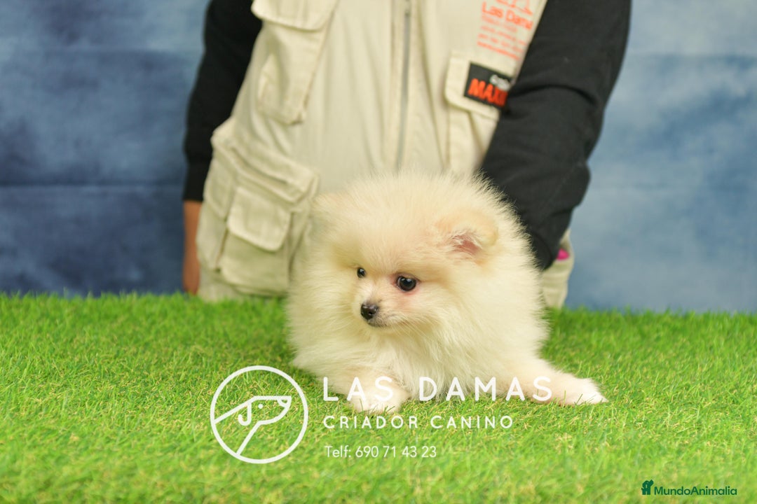 Pomerania perros en venta: Pomeranias hembras disponibles - Anuncio 4