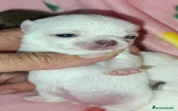 Chihuahua perros en venta: Chihuahuas Toy cabecita manzana  - Imagen 1