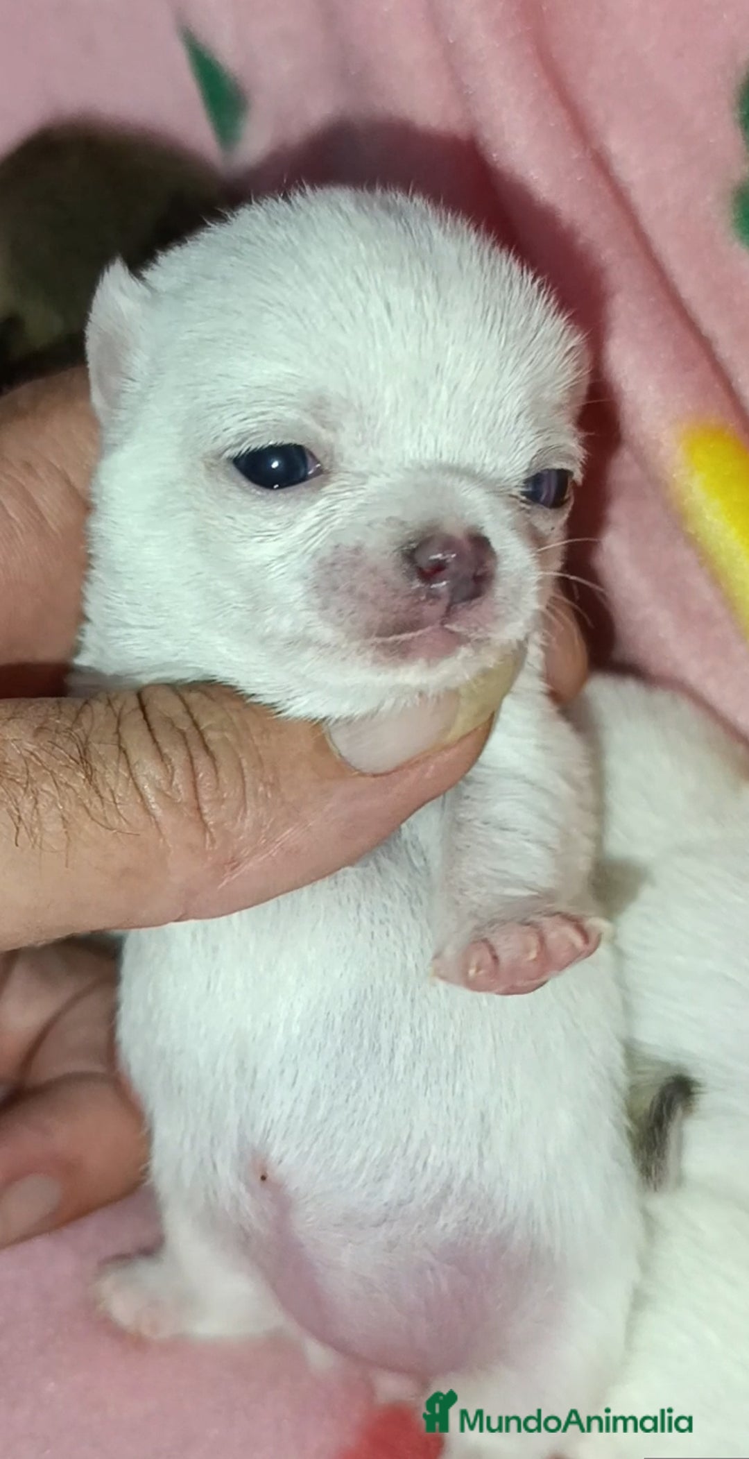 Chihuahua perros en venta: Chihuahuas Toy cabecita manzana  - Imagen 1