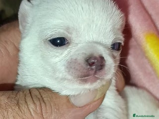 Chihuahua perros - Anuncio 22