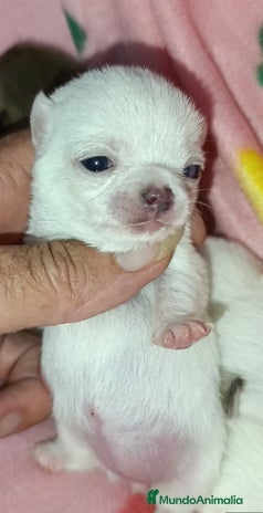 Chihuahua perros - Anuncio 16