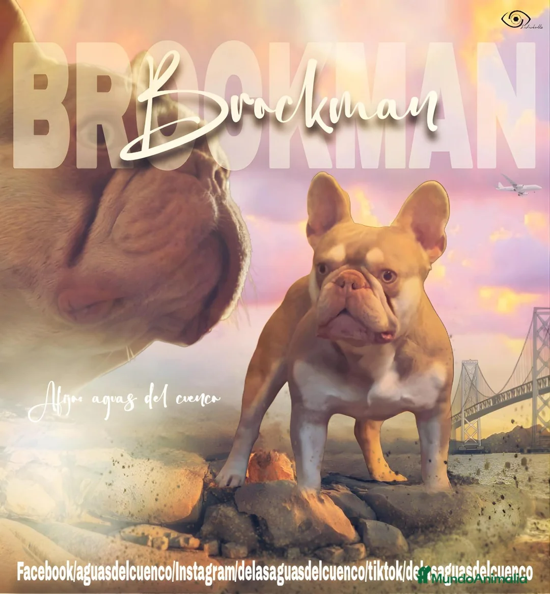 Bulldog Francés perros para monta: Bulldog frances New Sade en Madrid - Anuncio 7
