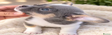 Ciro