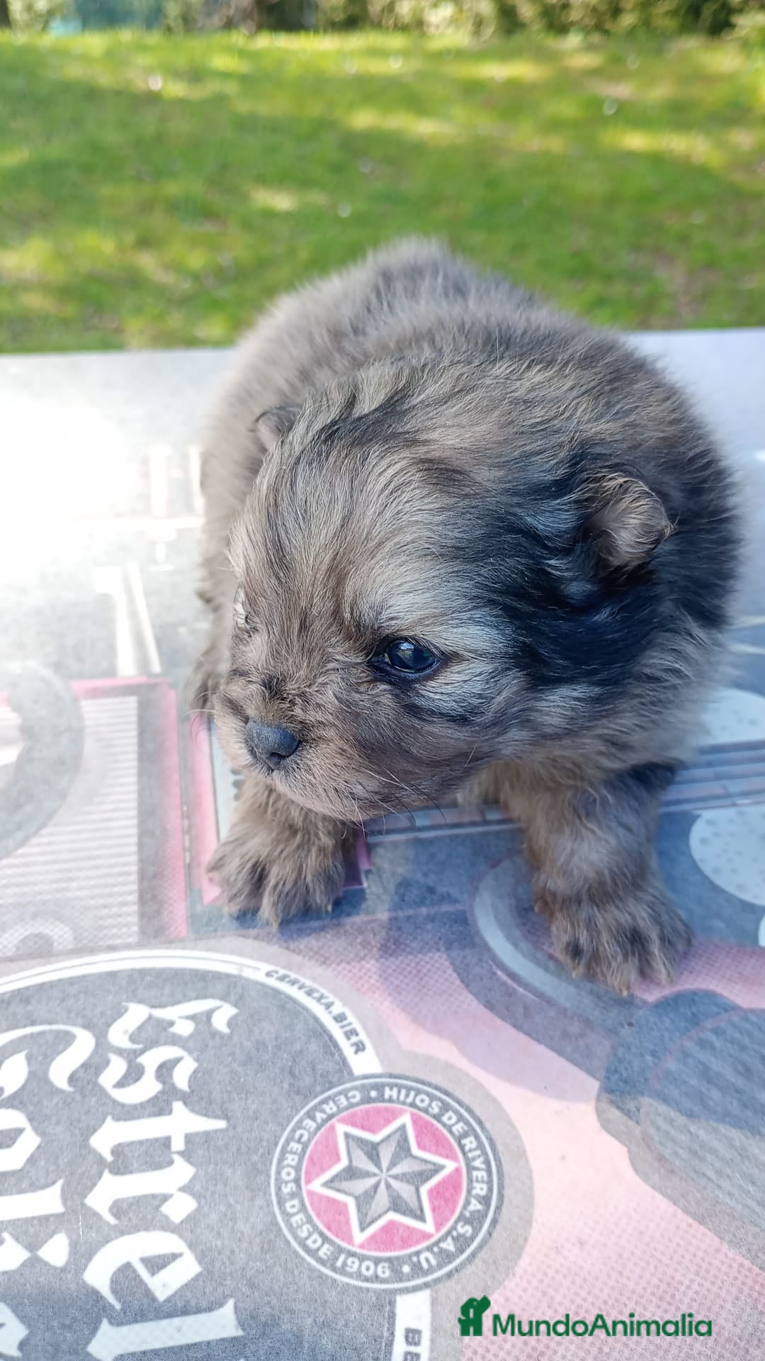 Pomerania perros Pomerania  - Anuncio 2